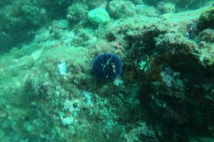 RESERVA NATURAL CERRO GORDO, MALAGA, ESPAÑA - Málaga Almuñécar España foto 3