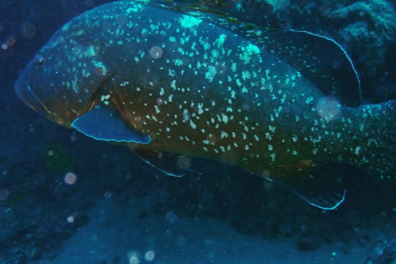 BALCÓN DE LOS ATUNES (TUNA BALCONY) - Las Palmas Tías España