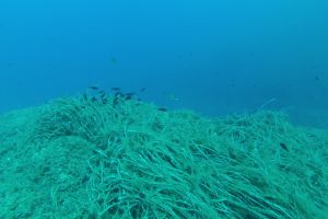 PUNTA MALGRATS - Baleares Calvià Spain foto 3