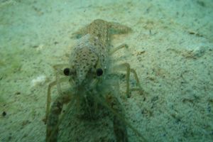 LAGUNAS DE RUIDERA - CIUDAD REAL - Ciudad Real Ruidera Spain foto 2