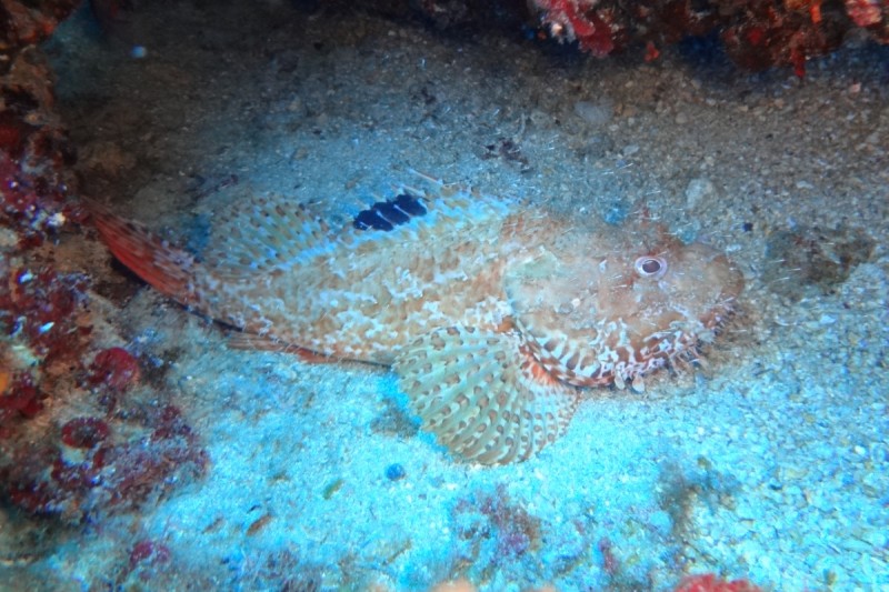 MALGRATS - SANTA PONSA - MALLORCA - Baleares Calvià España