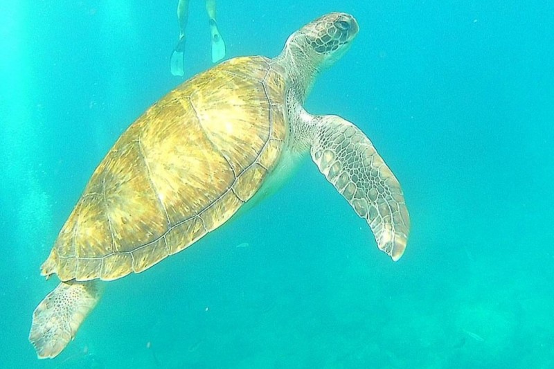 PUERTO ADEJE, PUNTA BOCINEGRO - Santa Cruz de Tenerife Costa Adeje España
