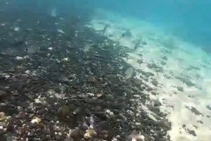 PAPAGAYO - PLAYA BLANCA - LANZAROTE - Las Palmas Playa Blanca Spain foto 2