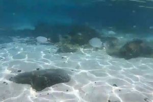 PAPAGAYO - PLAYA BLANCA - LANZAROTE - Las Palmas Playa Blanca Spain foto 3