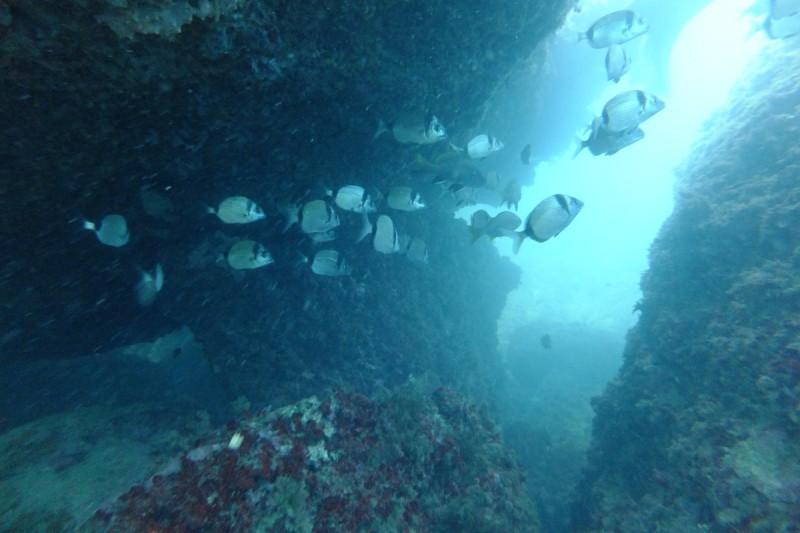 LA HIGUERA, CALPE - Alicante Calpe España