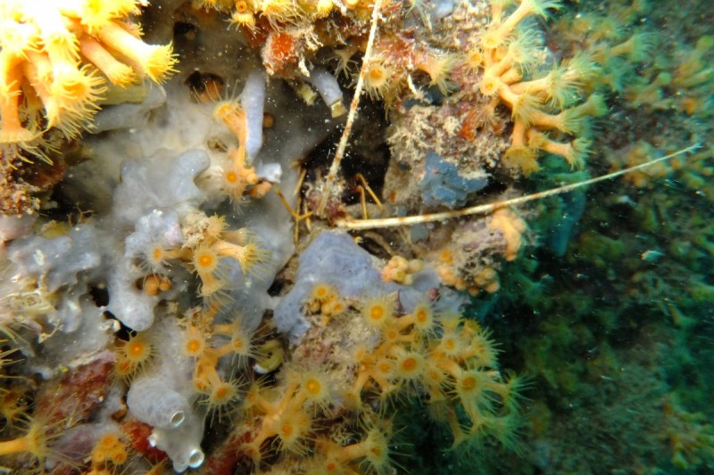 ALICANTE, CALPE, LOS ARCOS - Alicante Benisa España