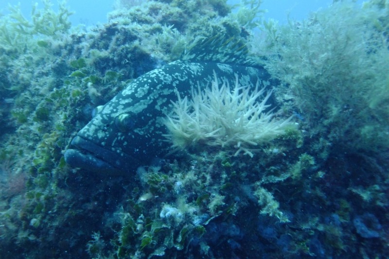 PILES I- CABO DE PALOS- ESPAÑA - Murcia Cabo de Palos España