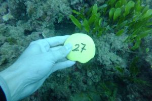 GRAU-4, BURRIANA - Castellón Burriana España foto 4