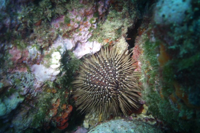 TASCO PETIT ISLAS MEDAS L,ESTARTIT - Girona L´Startit España