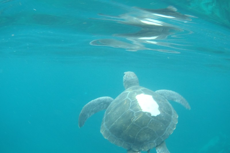 PUERTITO DE ADEJE -TENERIFE - Santa Cruz de Tenerife Costa adeje España