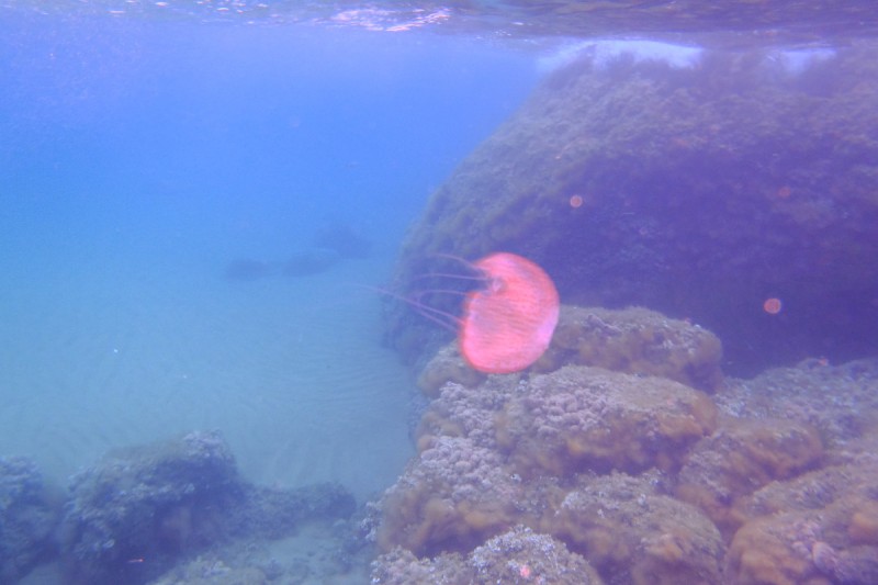 RESERVA EL TORO - Baleares El Toro España