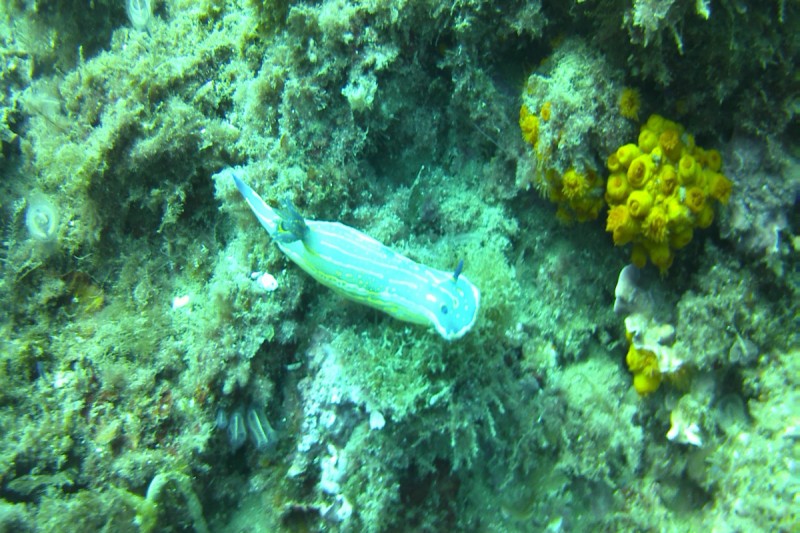 ROQUEO DE LOS 14, LA HERRADURA, GRANADA - Granada La Herradura España
