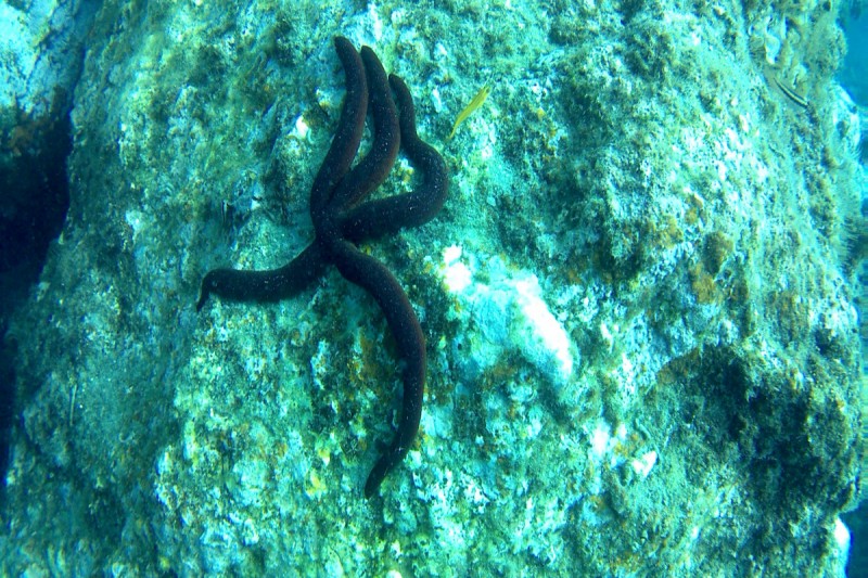 MARINA DEL ESTE - LA HERRADURA - GRANADA - ESPAÑA - Granada La Herradura España