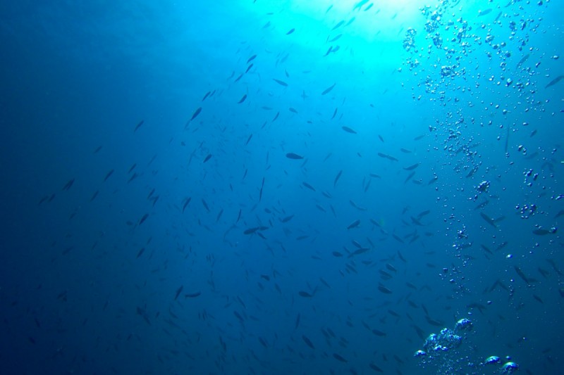 LA CALITA - LA HERRADURA - GRANADA - Granada La Herradura España