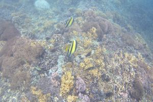 GILI TRAWANGAN HANN´S REEF - INDONESIA - Bali Gili trawangan Indonesia foto 1