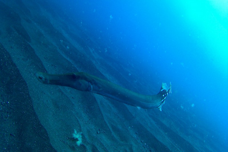 LA HERRADURA - LA RESTINGA - EL HIERRO - Santa Cruz de Tenerife La restinga España