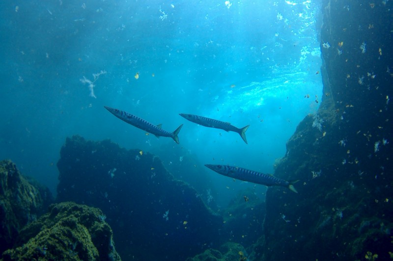 EL DESIERTO - LA RESTINGA - EL HIERRO - Santa Cruz de Tenerife La restinga España