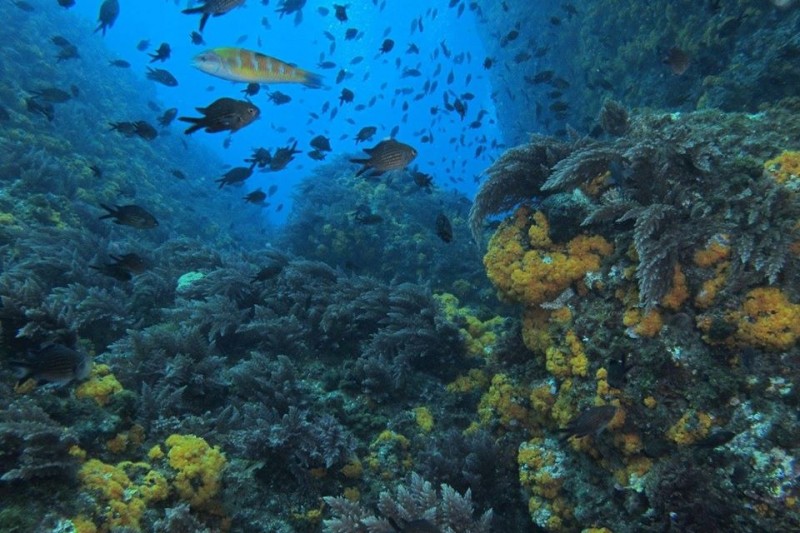 LA PIEDRA DEL ZACATÍN - Granada Calahonda España