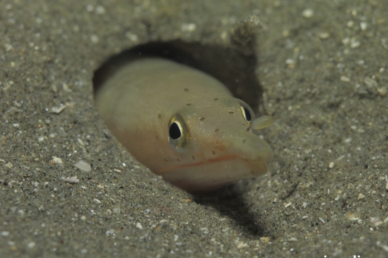 LAS TERRAZAS, LA HERRADURA, GRANADA - Granada Almuñécar España