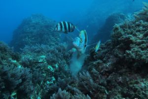 LOS CANDELABROS, PARAJE NATURAL MARO-CERRO GORDO - Granada Almuñécar España foto 3
