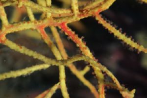 PIEDRA DE LA HIGUERA, LA HERRADURA, GRANADA - Granada Almuñécar Spain foto 1