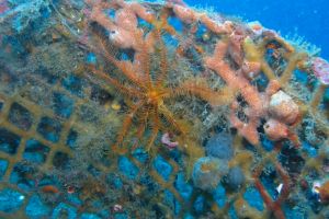 PIEDRA DE LA HIGUERA, LA HERRADURA, GRANADA - Granada Almuñécar Spain foto 3