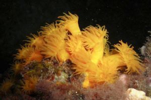 PEÑONES DEL SANTO (PEÑÓNES DE SAN CRISTÓBAL) - ALMUÑECAR - GRANADA - Granada Almuñécar España foto 3