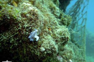 PLAYA DE CURUMBICO - ALMUÑECAR - GRANADA - Granada Almuñécar España foto 1