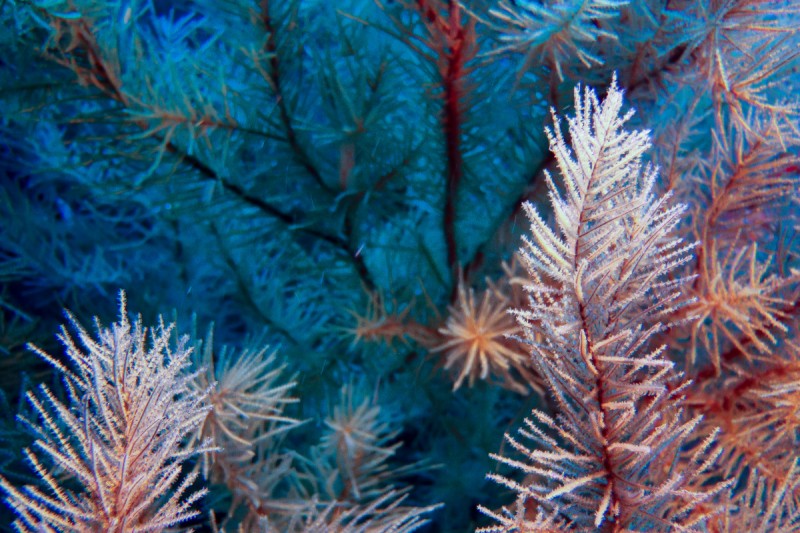 PUNTA DE TENO (DESDE PLAYA) - TENERIFE - Santa Cruz de Tenerife Buenavista del Norte España