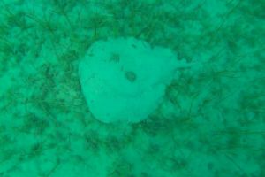 CALA PALMERA - ALICANTE - ESPAÑA - Alicante Alicante (Alacant) Spain foto 2