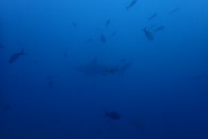 MOSQUERA - GALAPAGOS - ECUADOR -  Santa cruz Ecuador foto 1