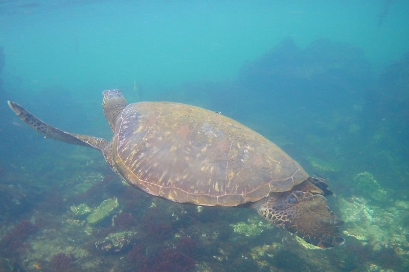 TÚNELES DE ISABELA - GALAPAGOS - ECUADOR -  Isla isabela Ecuador