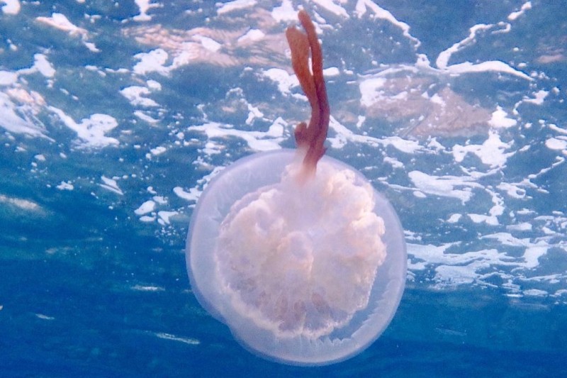 CALAHONDA - Granada Calahonda España