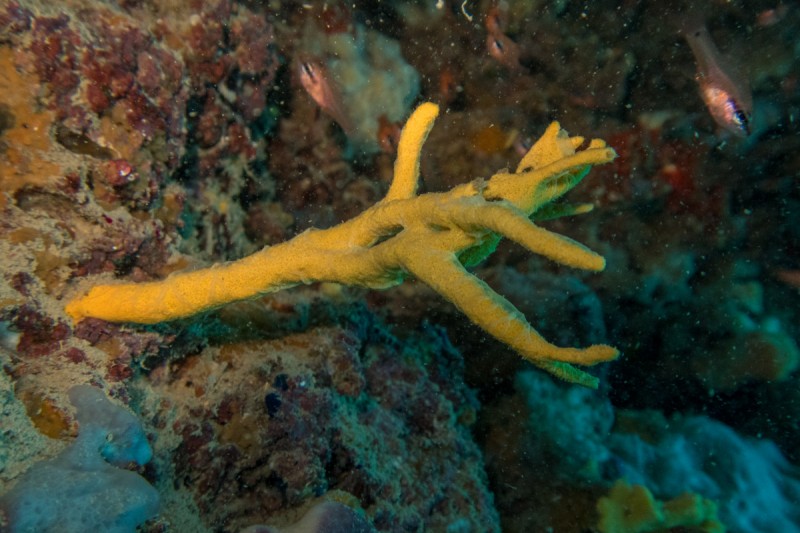 CUEVA DEL ELEFANTE - ALTEA - Alicante Altea España