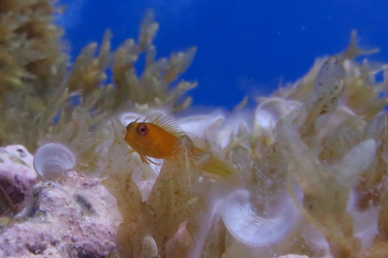 BAJO DE DENTRO - CABO DE PALOS - Murcia Cabo de Palos España