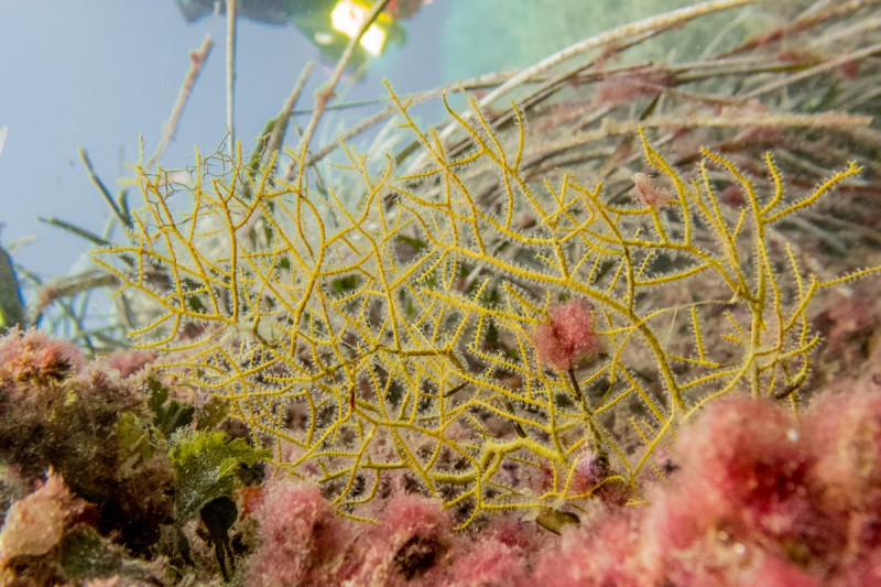 ARRECIFE - TABARCA - Alicante Tabarca España