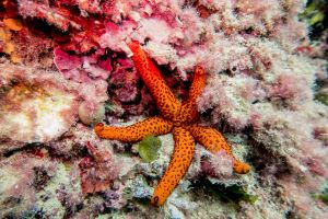 ARRECIFE - TABARCA - Alicante Tabarca España foto 1