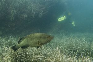 ARRECIFE - TABARCA - Alicante Tabarca España foto 3