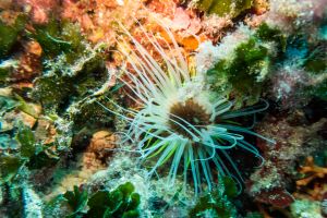 ARRECIFE - TABARCA - Alicante Tabarca España foto 4