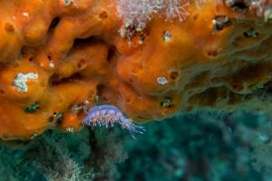 ARRECIFE - TABARCA - Alicante Tabarca España foto 5