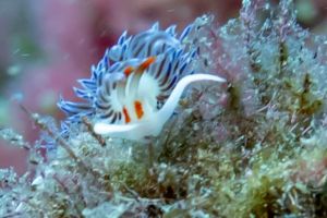 ARRECIFE - TABARCA - Alicante Tabarca España foto 6