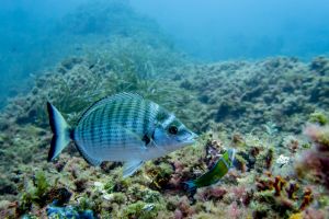 ARRECIFE - TABARCA - Alicante Tabarca España foto 7