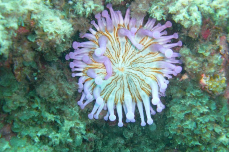 EL CONFITAL-GRAN CANARIA - Las Palmas Las Palmas de Gran Canaria España