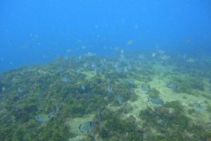 ISLA DE LAS PALOMAS - TARIFA - MARROQUI DE LEVANTE - Cádiz tarifa Spain foto 11