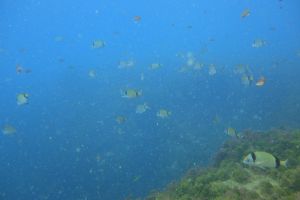 ISLA DE LAS PALOMAS - TARIFA - MARROQUI DE LEVANTE - Cádiz tarifa Spain foto 12