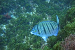 ISLA DE LAS PALOMAS - TARIFA - MARROQUI DE LEVANTE - Cádiz tarifa Spain foto 15