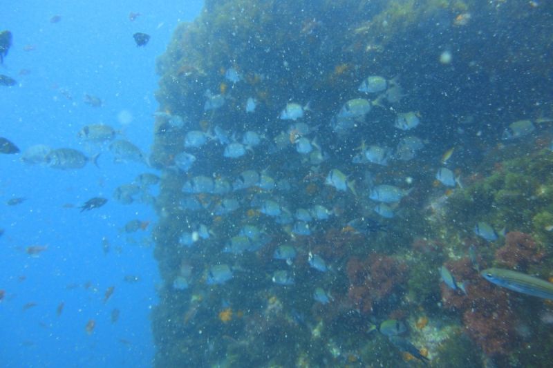 ISLA DE LAS PALOMAS - TARIFA - MARROQUI DE LEVANTE - Cádiz tarifa Spain