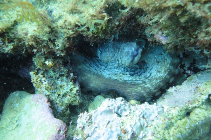 BARBATE - BARBATE - LOS BOQUETES - Cádiz barbate Spain