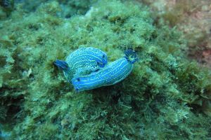 BARBATE - BARBATE - LOS BOQUETES - Cádiz barbate España foto 2