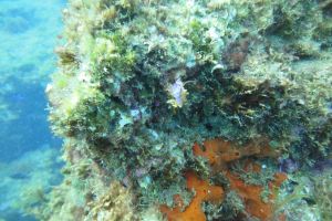 BARBATE - BARBATE - LOS BOQUETES - Cádiz barbate España foto 3